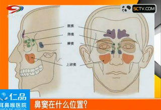 鼻窦的位置