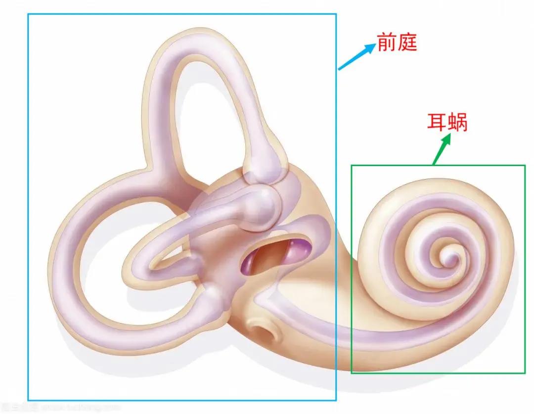 眩晕